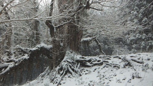 �����������¹����