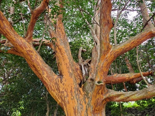 �����ȹ��ΥХ����Υ���