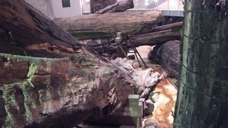 三瓶埋没林公園 4