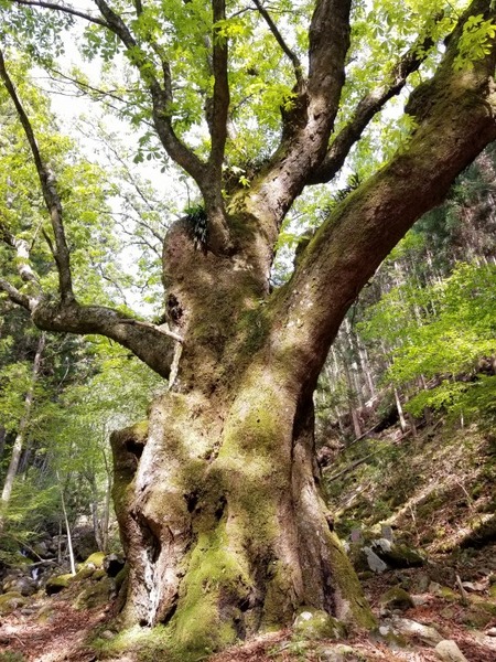 アカクボ沢の大トチ5