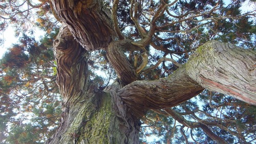 ��Ȼ����ݥ�����