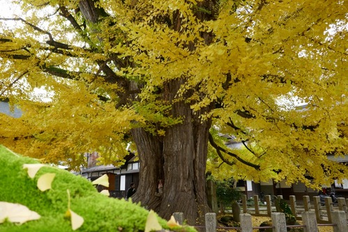 ���͹�ʬ�����祤���祦����