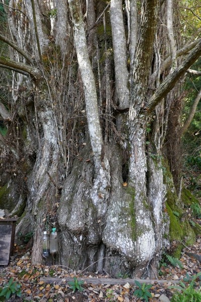 �����ƽФΥ��ĥ顡����