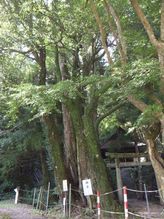 �г��ηˡ���