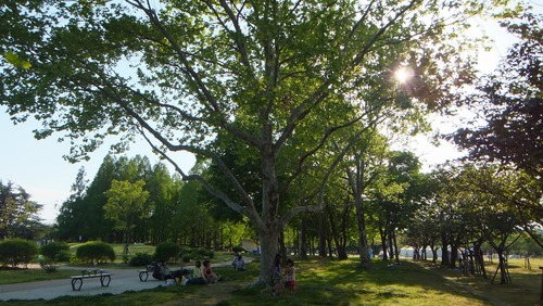 ¥×¥é¥¿¥Ê¥¹¡¡£µ