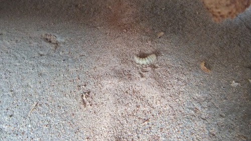 ËÜʪ¤ÎÌÚ¤ÎÃî¡¡£±