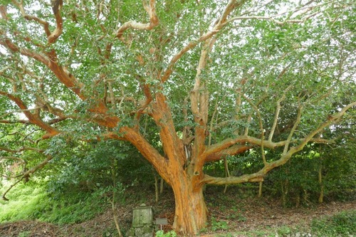 �����ȹ��ΥХ����Υ���