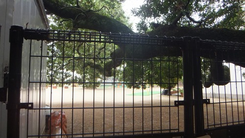 Ļ��ȬȨ�ܤΥۥ�ȥΥ�����