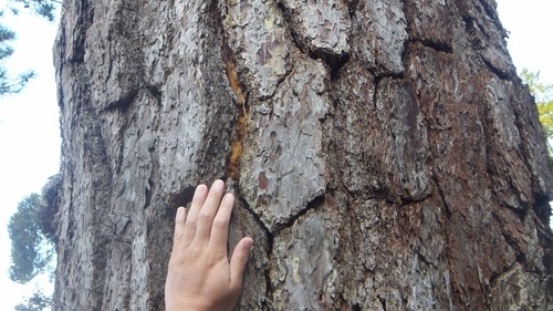 ��ָ����ȿ��Ҥξ���