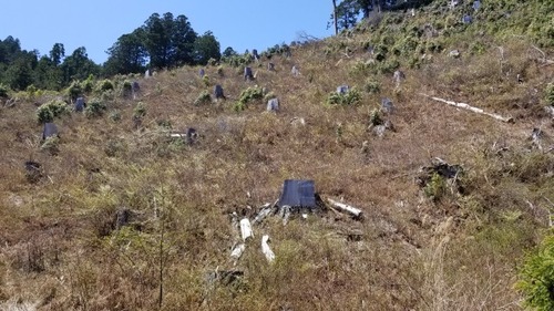 ��ɴǯ�γ�Ȳ