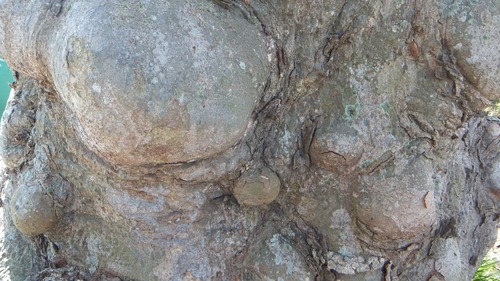 ��ð�Υ��䥭��