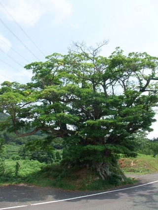 ʡ��Υ��⡡��