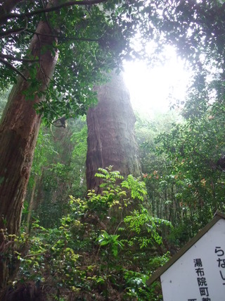 ÂçµÏ¼Ò¤ÎÂç¿ù 7