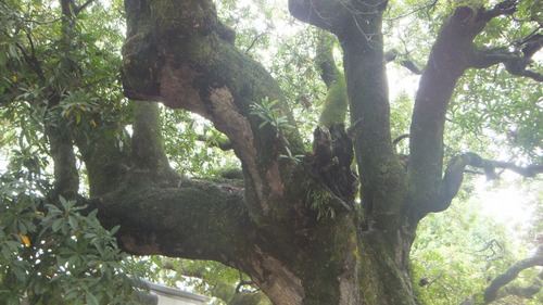 Ļ��ȬȨ�ܤΥۥ�ȥΥ�����