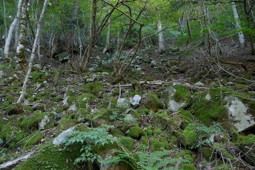 ��ë��ŷ���ӣ�