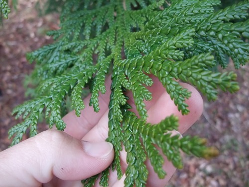 ���ռ�����