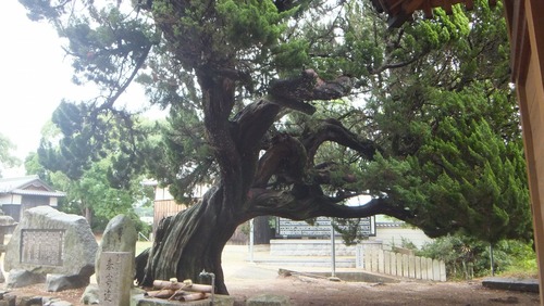 Ļ��ȬȨ�ܤΥۥ�ȥΥ�����