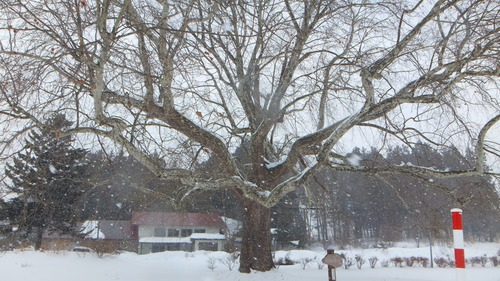 ¥×¥é¥¿¥Ê¥¹¡¡£¸