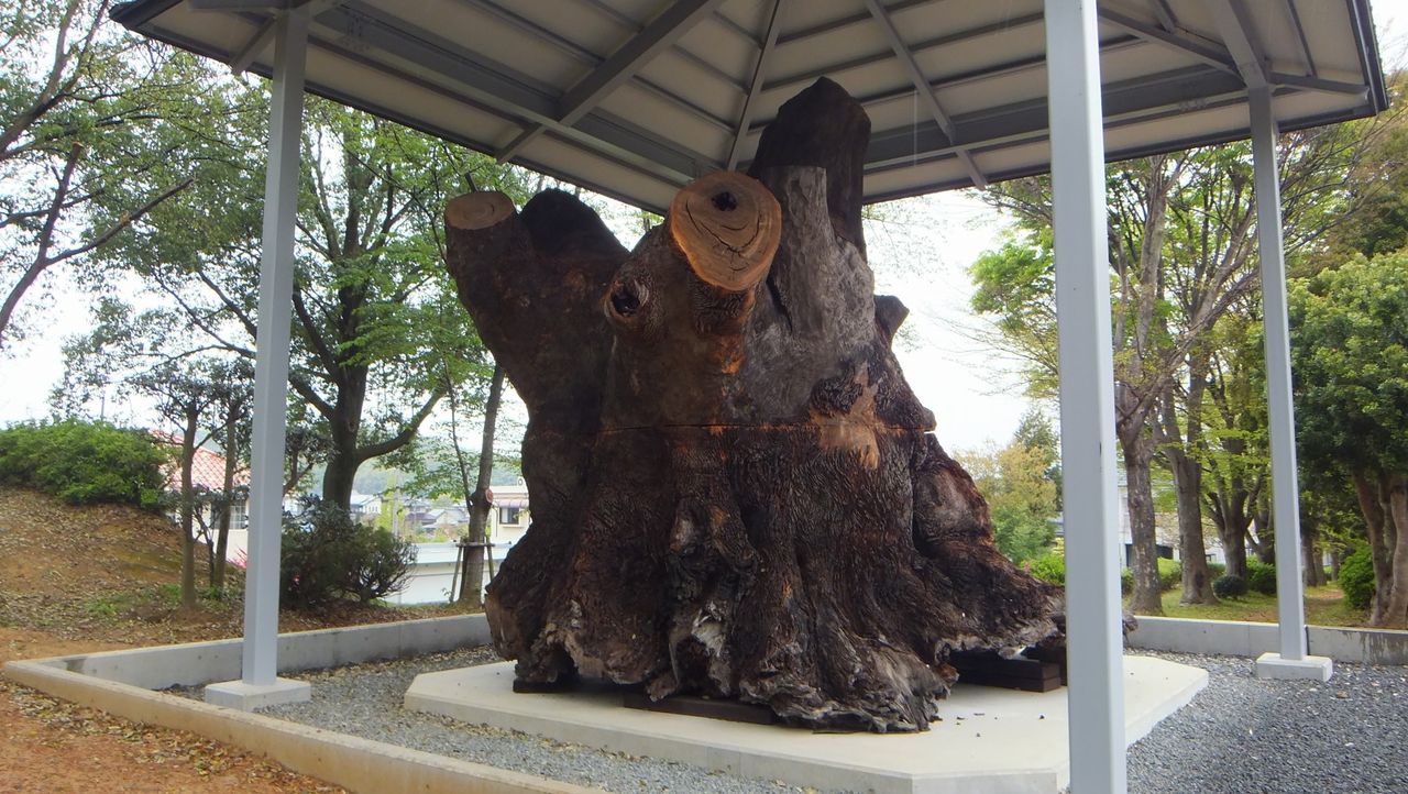 よみがえる雄姿 紀ノ川神代樟in紀伊風土記の丘 : 本物の無垢木材