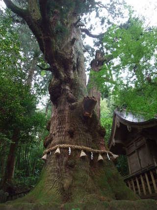 ÂçµÏ¼Ò¤ÎÂç¿ù 13