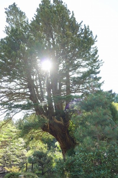 ³Þ·Á»û¤Î¥³¥¦¥ä¥Þ¥£±£²