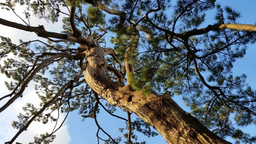 ��ָ����ȿ��Ҥξ���