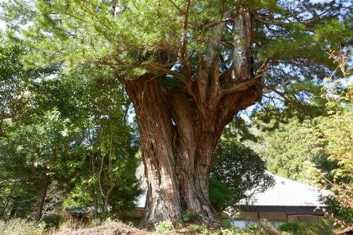 ³Þ·Á»û¤Î¥³¥¦¥ä¥Þ¥£´