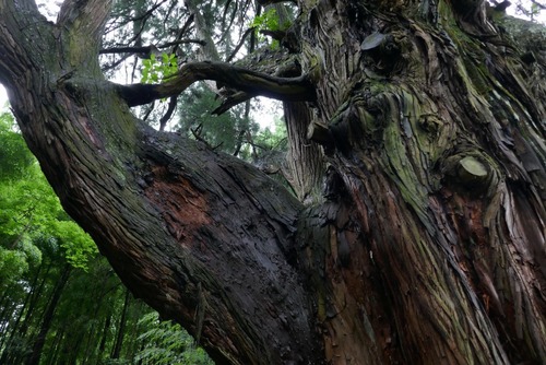 ���Ĥ��������