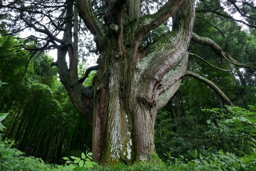 ���Ĥ��������