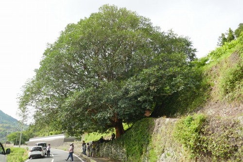 �����ȹ��ΥХ����Υ���