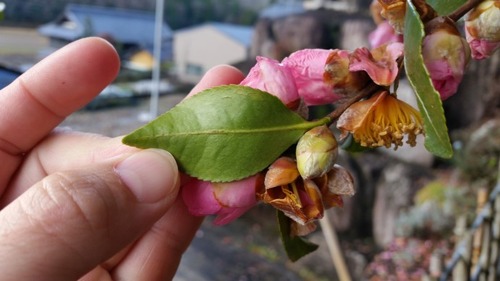 ���Υ����󥫡���