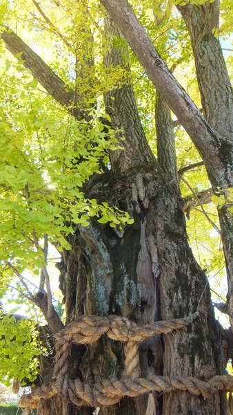 ������Ҥ��祤���祦�ȱ��ζ�ɡ���