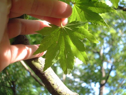 ¥³¥Ï¥¦¥Á¥Ï¥«¥¨¥Ç