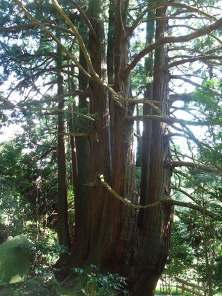 �������ܿ�������