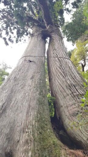 �绳�򻳿��Ҥν��׿��ʤᤪ�Ȥ����ˣ�