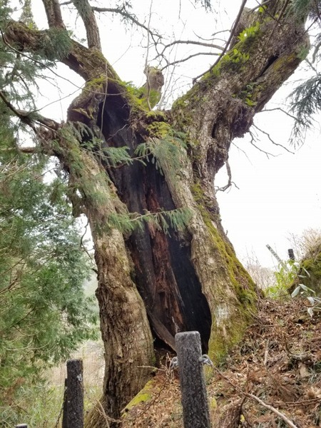 ÂçÆ¶¤Î¥¯¥ê¡¡£µ