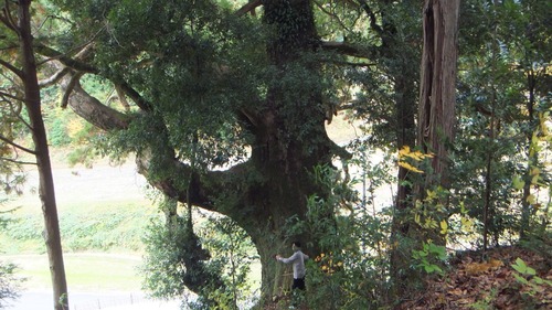 Ʋ���Υ�������ǯ���ˡ�4