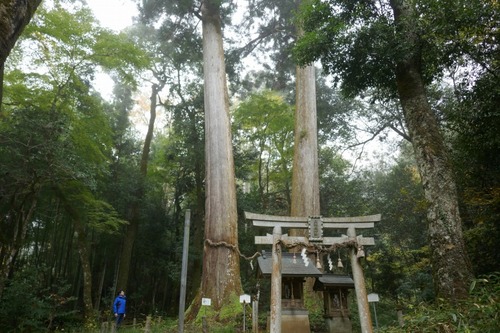 高倉神社内 大地主神社の夫婦スギ5