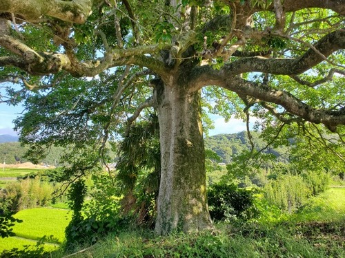 Èø³«¤Î¥¯¥í¥¬¥Í¥â¥Á10