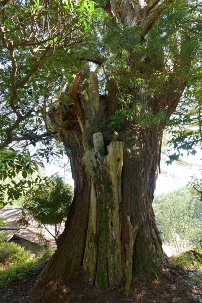 ³Þ·Á»û¤Î¥³¥¦¥ä¥Þ¥£¶