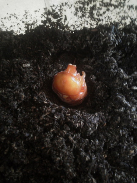 ¥«¥Ö¥È¥à¥·£³