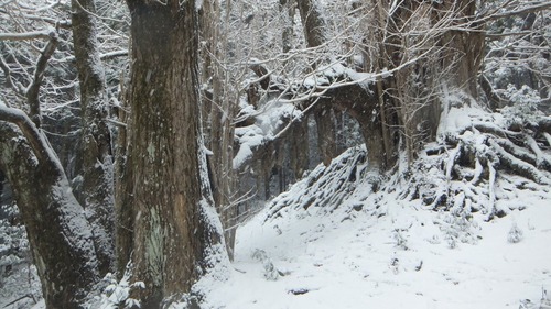 �����������¹������