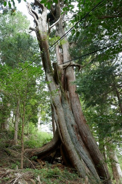 Â绳Çò»³¿À¼Ò¤ÎÂ祹¥®¡¡£·