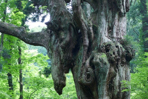 ��˼����