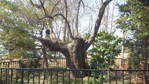 ²¼²£¾ì¤ÎÂ祰¥ß7