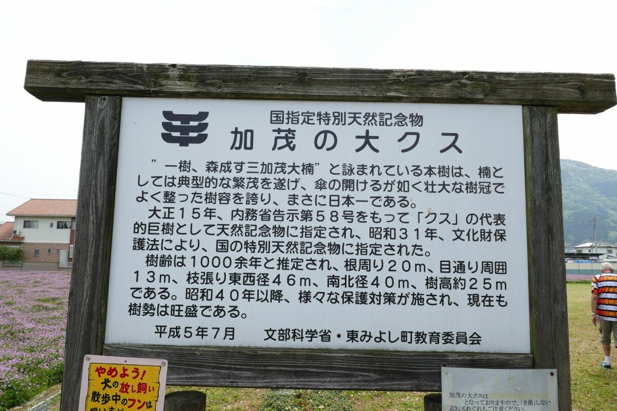 清田の大クス