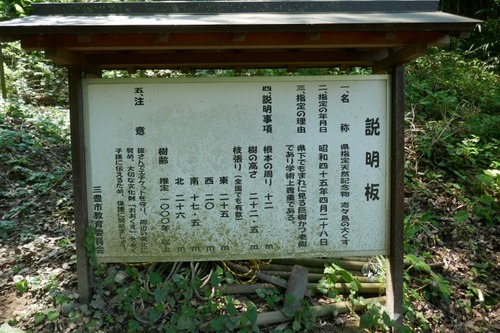 志々島の大くす26