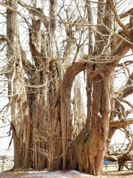 �̶�����Υ����祦��