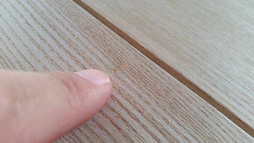 ���ä���ʤ�����礦�������������̵������ʪ�ե�����󥰣�