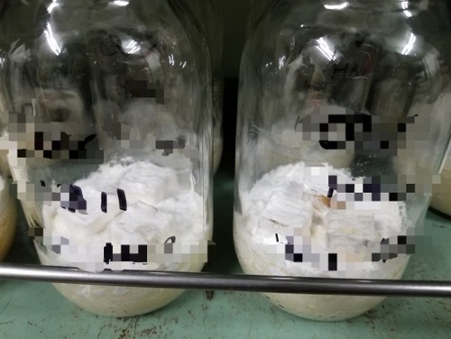 ¥«¥Ó¤¬À¸¤¨¤ë¿Äºà